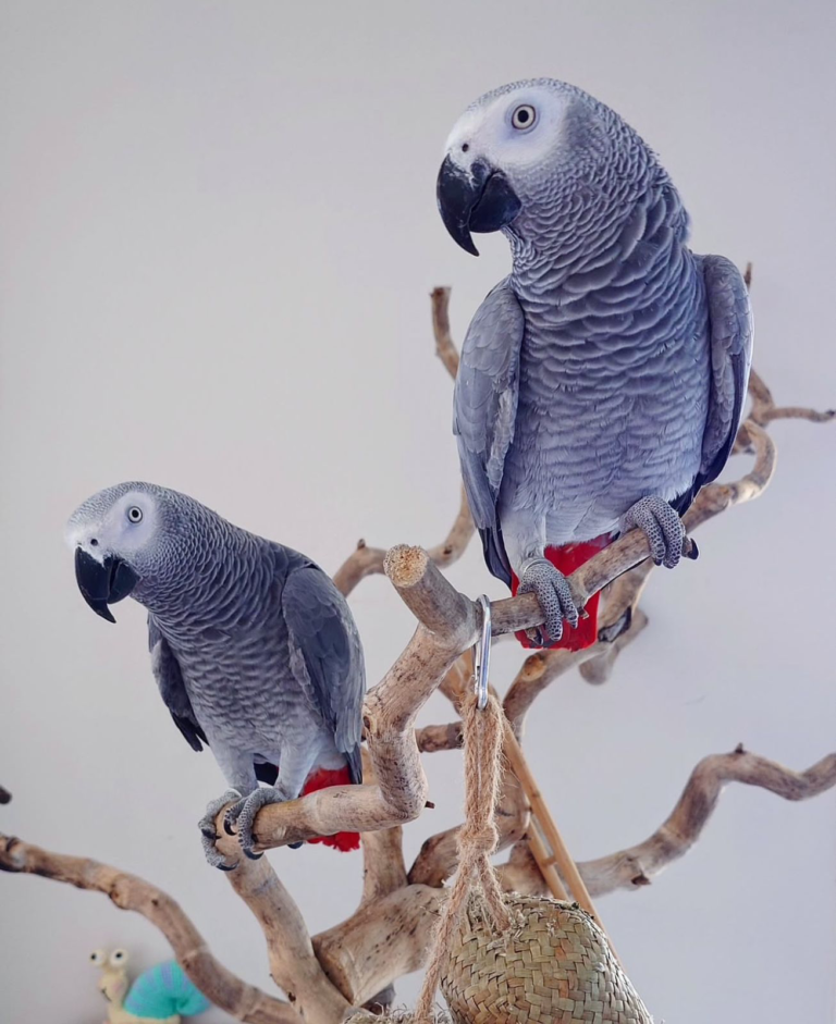 Cosmo and PePe – Pair of African Gray Parrots